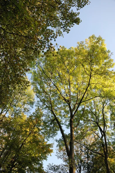 Дерево осеннего цвета — стоковое фото