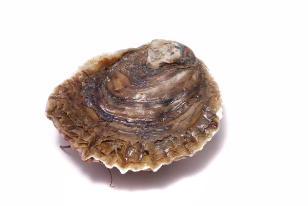 Oyster — стокове фото