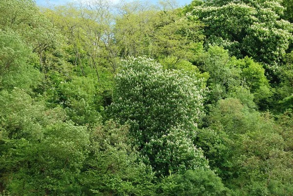Spring woodland — Stock Photo, Image