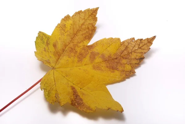 Blatt auf weißem Hintergrund — Stockfoto