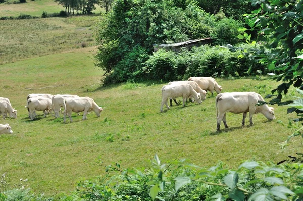 Koeien in weilanden — Stockfoto