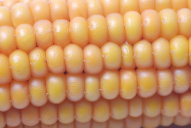 Olgun mısırdan bir kulak