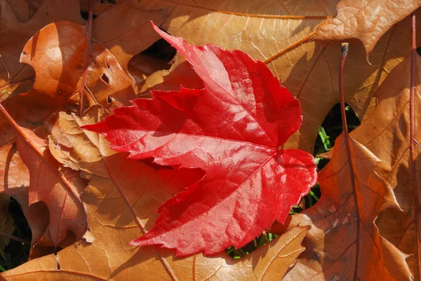 Blatt allein — Stockfoto