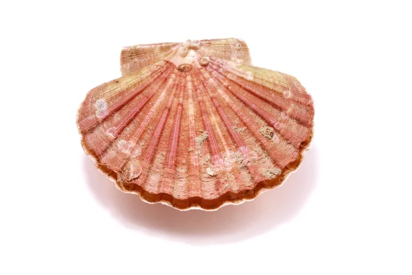 Scallop — Stock Photo, Image