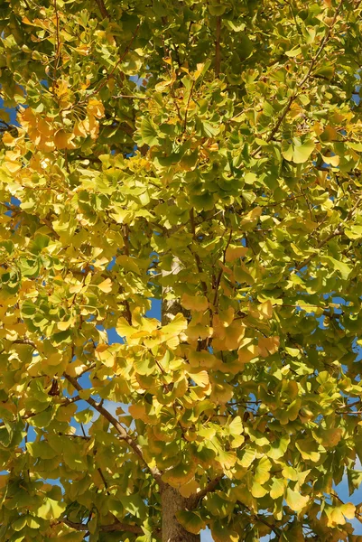 Boom in herfstkleuren — Stockfoto