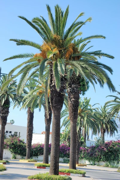 Date palm — Stock Photo, Image