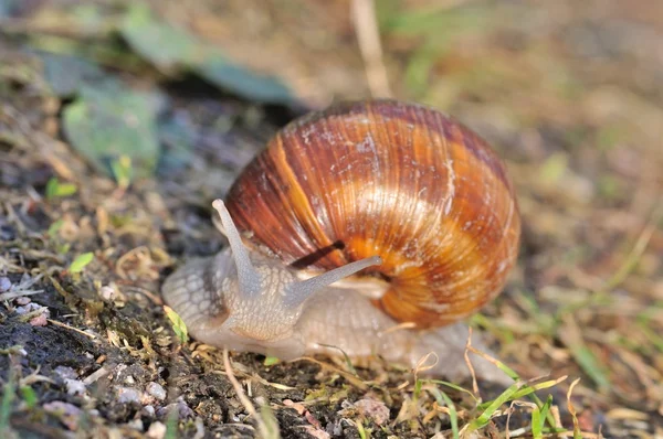 Vinrött snigel — Stockfoto