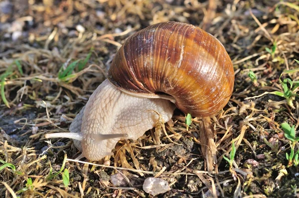 Burgundy snail — Stock Photo, Image