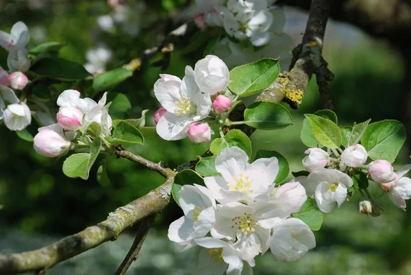 Bloeiende appelboom — Stockfoto