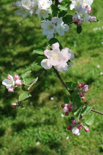 Manzano en flor —  Fotos de Stock