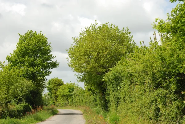 Road at spring — Stock Photo, Image