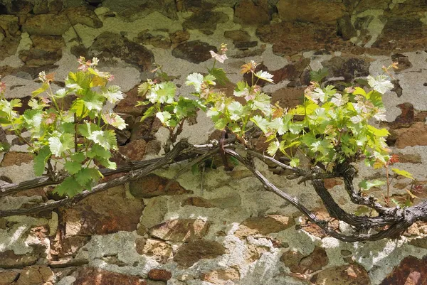 Videira em uma parede ensolarada — Fotografia de Stock