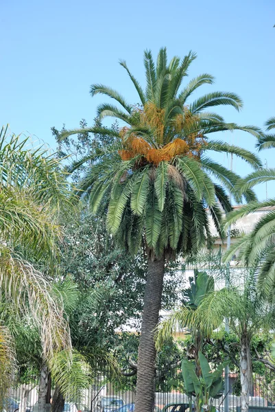 Palma daktylowa — Zdjęcie stockowe