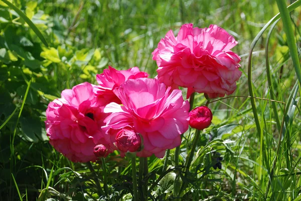 Ανεμώνη λουλούδια σε έναν κήπο — Φωτογραφία Αρχείου