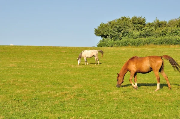 Два коні — стокове фото