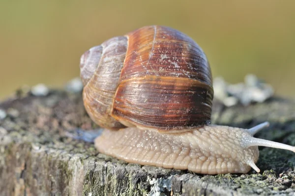 Caracol-de-borgonha — Fotografia de Stock