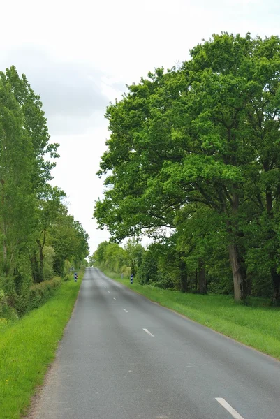 A road at spring — Stock Photo, Image
