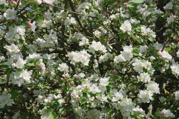 Albero di mele in fiore — Foto Stock