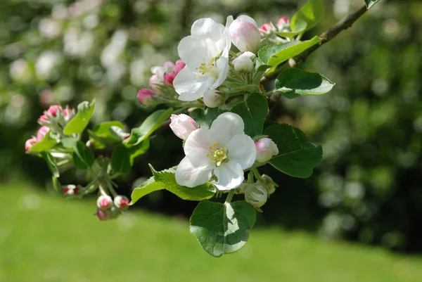 Bloeiende appelboom — Stockfoto