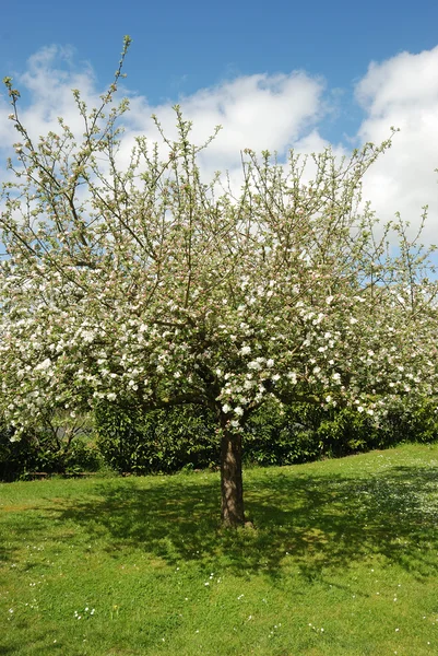 Arbore de mere — Fotografie, imagine de stoc