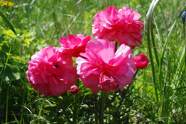 Flores de anêmona em um jardim — Fotografia de Stock