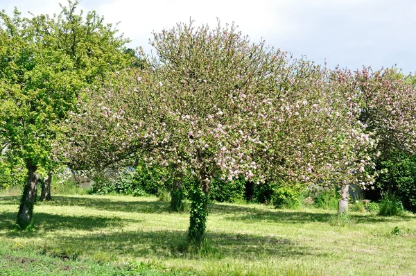 Árvore em um campo — Fotografia de Stock