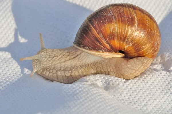 Caracol-de-borgonha — Fotografia de Stock