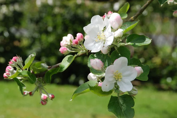 Blühender Apfelbaum — Stockfoto