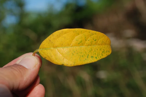 Blatt — Stockfoto