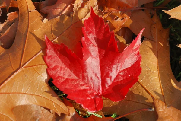 Blad alleen — Stockfoto