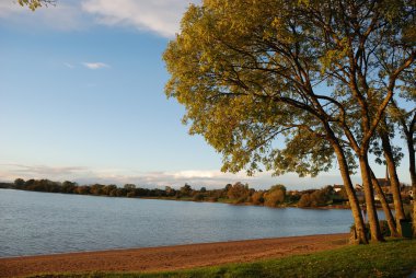 ağacın yanında bir su birikintisi