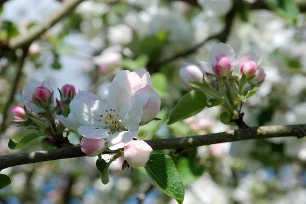 Bloeiende appelboom — Stockfoto