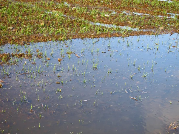 Inundação no campo — Fotografia de Stock