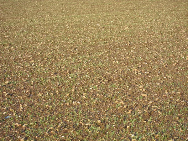 Wheat — Stock Photo, Image