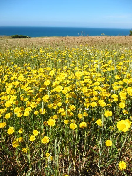 Gyllene daisy i ett fält — Stockfoto