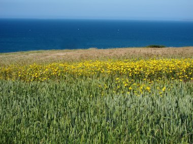 bir alanda altın papatya