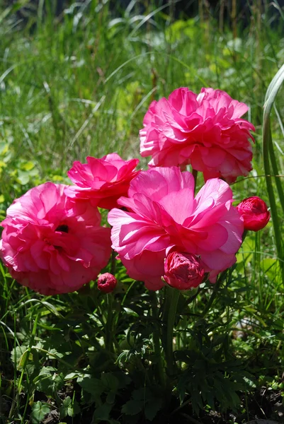 Flores de anêmona em um jardim — Fotografia de Stock