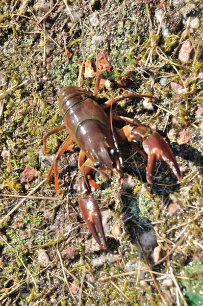 Crayfish di kolam — Stok Foto