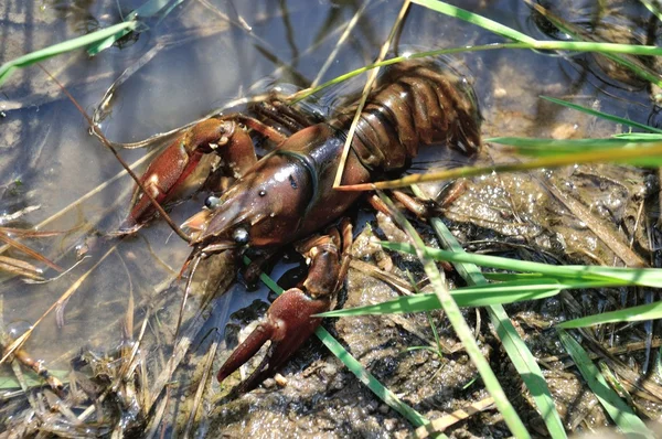 Crayfish in a pond — Stock Photo, Image