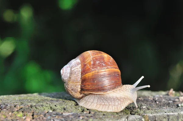 Bordowy ślimak — Zdjęcie stockowe