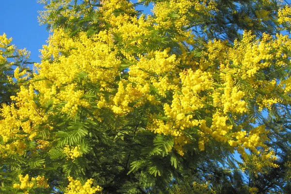 Mimosa flowers — Stock Photo, Image