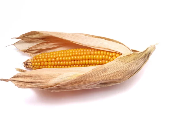 An ear of ripe corn — Stock Photo, Image