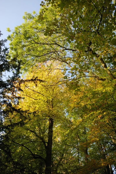 Arbre en couleurs d'automne — Photo