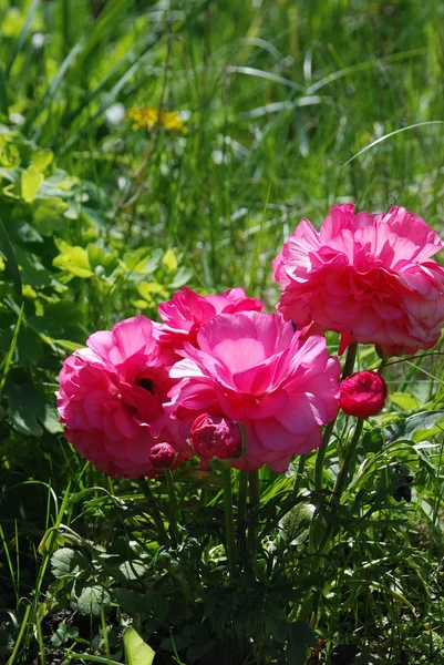 Flores de anêmona em um jardim — Fotografia de Stock