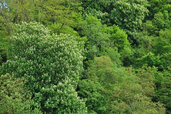 Vårskog — Stockfoto