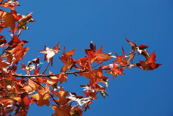 Arbre aux couleurs automnales — Photo