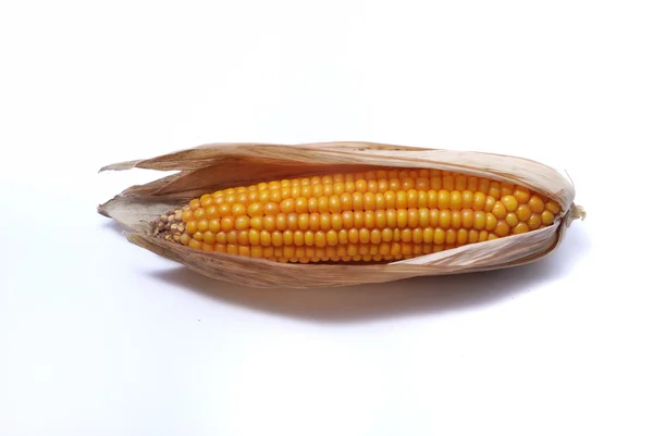 Ucho dojrzałej kukurydzy — Zdjęcie stockowe