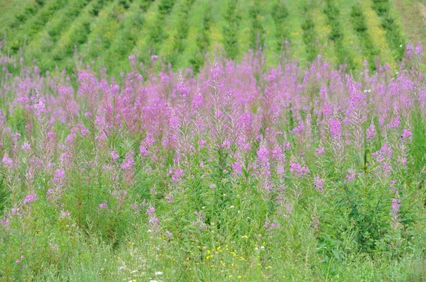 Un adelfas (epilobium angustifolium) — Foto de Stock