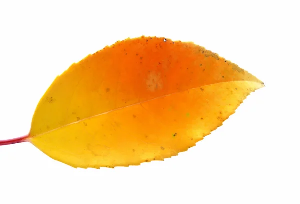 Leaf on a white background — Stock Photo, Image