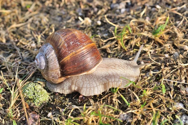 Bordowy ślimak — Zdjęcie stockowe